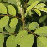 Indigofera hirsuta Blatt