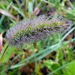 Setaria italica Fruit