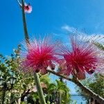 Pseudobombax ellipticum Fleur