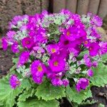 Primula malacoides Flower