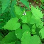 Lunaria redivivaHoja