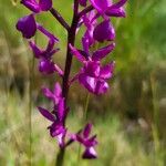 Anacamptis laxiflora Flor