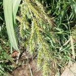 Echinochloa crus-galliFlower