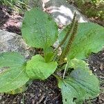 Plantago majorBlad