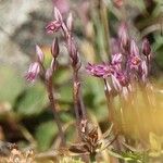 Allium parciflorum Floare