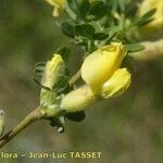 Cytisus triflorus Flor