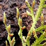 Selaginella neocaledonica অভ্যাস