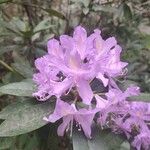 Rhododendron ponticum Õis