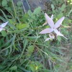 Farsetia undulicarpa 花