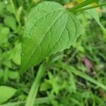 Galinsoga parviflora Blatt