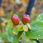 Hypericum × inodorum Fruit