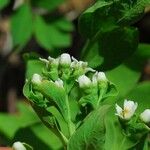 Comandra umbellata Habit