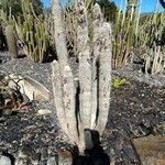 Cleistocactus strausii Blatt