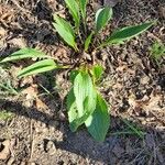 Arnoglossum plantagineum Leaf