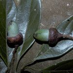 Rhodostemonodaphne saulensis Fruit