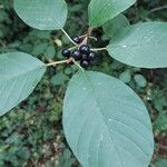 Frangula alnus Fruit