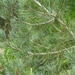 Pinus cembroides Листок