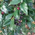 Sarcococca ruscifolia Foglia