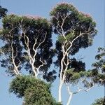 Jacaranda copaia Habitatea