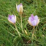 Crocus imperati Vekstform