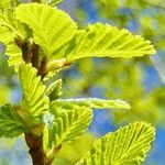 Nothofagus obliqua Hoja