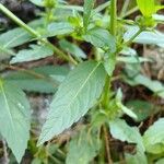 Mercurialis annua Folha