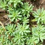 Sedum hispanicum Φύλλο