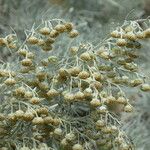 Artemisia arborescens अन्य