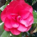 Camellia japonicaFloare