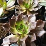 Echeveria affinisBlatt