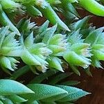 Crassula schimperi Folha