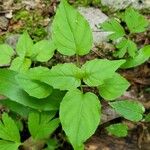 Circaea alpina Leaf