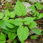 Circaea alpina Blad