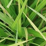 Carex pseudocyperus Leaf