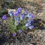 Verbena gooddingii Flower