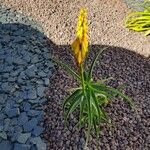 Aloe striatula Floare