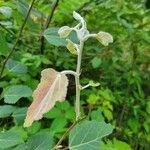 Populus grandidentata Folha