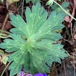 Geranium platypetalum Φύλλο