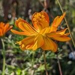 Cosmos sulphureus 花