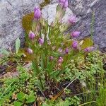 Gentianella ramosa Flor