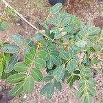Senna bicapsularis Blatt