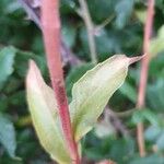 Oenothera rosea ഇല