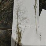 Eragrostis mexicana Лист