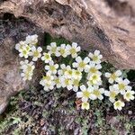 Saxifraga muscoides Fula