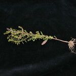 Ammannia baccifera 整株植物