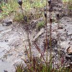 Juncus triglumis Habitatea