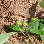 Lantana achyranthifolia Floare