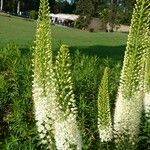 Eremurus himalaicus Habit