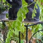 Moringa oleifera Blad