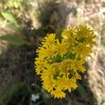 Solidago rigida花